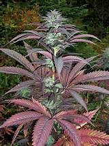 ... Indica: The Essential Guide: Purple Pineberry by Secret Valley Seeds