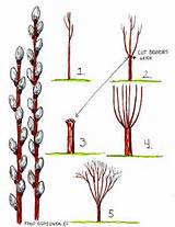 proper care and pruning of pussy willows