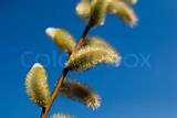 Stock image of 'Beautiful Easter pussy willow flowers'