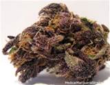 Purple Monkey Balls | Medical Marijuana Strains