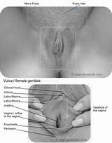 penis in vagina diagram anatomical
