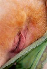 ... redhead hairy close up pussy shot pussy panties Suggest some tags