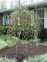 weeping pussy willow trees