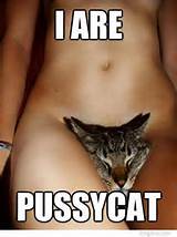 are pussycat