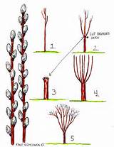 Growing Long Branched Pussywillows