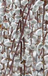 ... fuzzy catkins! this is Salix caprea Pendula - French Pussy Willow