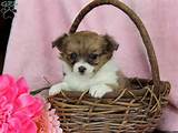 Chihuahua Puppies For Sale In PA!