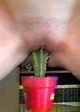 Cactus in pussy - Free BDSM pics