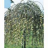 ... zoom out zoom in 9 55 gallon yellow weeping pussy willow tree lw01654