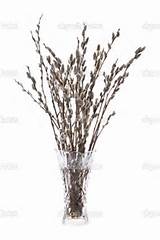 Branches Of The Pussy Willow With Flowering Bud In Vase Wat