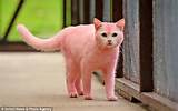 Who turned this kitten into the Pink Panther?: Yobs leave animal so ...