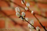 Soaked Pussy Willow III by mottymotty