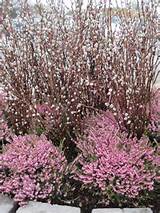 The Pussy Willow branches were simply stuck into the ground in clumps ...