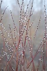 ... pussy willow, along with the goat willow. The pussy willow is commonly