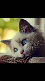 Sad pussy cat | Puddy tats | Pinterest