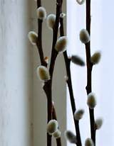 Pussy willow stems for the table.