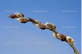 Pussy Willow Branch Against Blue Sky Stock Image