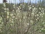 Full size picture of Goat Willow, French Pussy Willow ( Salix caprea )