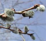 pussy willow be in find song information for your put