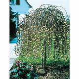... zoom out zoom in 8 75 gallon pink weeping pussy willow tree lw01654