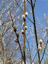 Pussy Willows, 19th century garden plant, Victorian plants