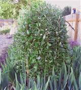 Salix caprea 'Pendula', Weeping Pussy Willow Tree.