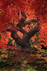 Japanese Maple during Fall