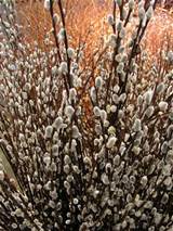 Frugal Plant Profile: French Pussy Willow