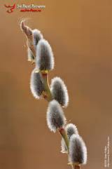 Pussy Willow Catkins in early Spring