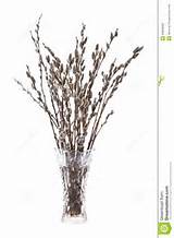Branches of the pussy willow with flowering bud in vase with water on ...
