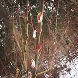 The pussy willow bush - a sign of Spring