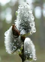 Pussy willow | PUSSY WILLOWS | Pinterest