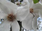 Double Pussy Willow Blossoms Photograph - Double Pussy Willow Blossoms ...