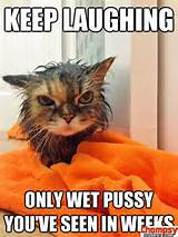 funny picture of angry wet cat